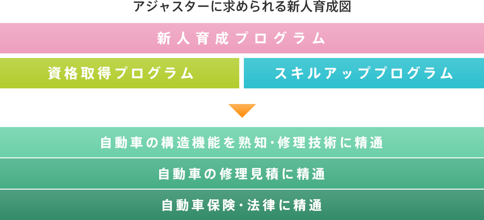 アジャスターに求められる新人育成図